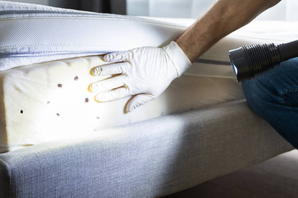 Best Mosquito Control Services  in Belton, TX