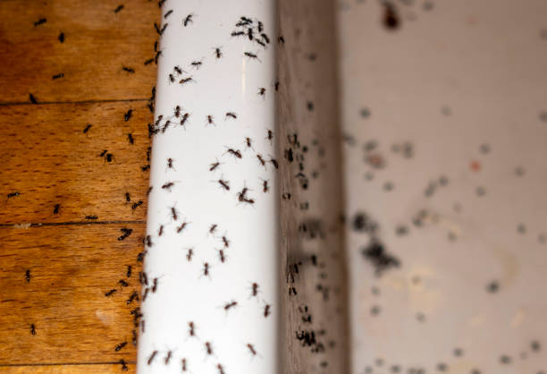 Best Termite Control Services  in Belton, TX