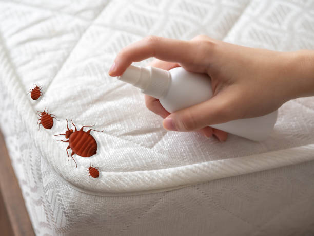 Best Best Pest Control Near Me  in Belton, TX