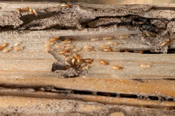Best Residential Pest Control  in Belton, TX